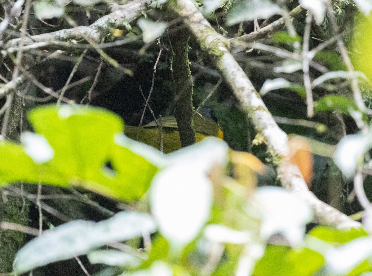 Black-fronted Bushshrike - ML643851844