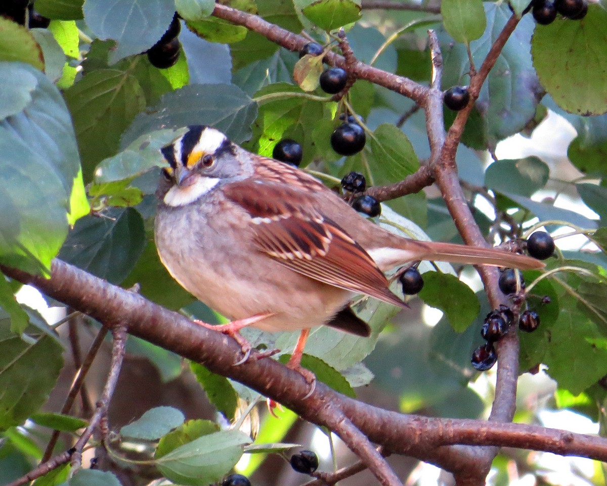 White-throated Sparrow - ML643851858