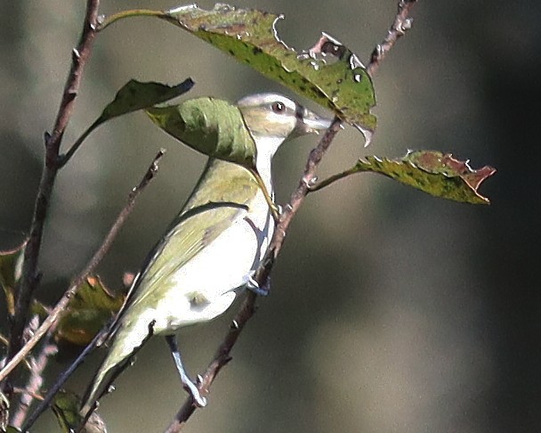 Rotaugenvireo - ML643851862