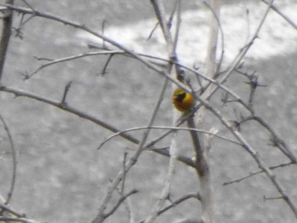 Guira Tanager - ML643851867