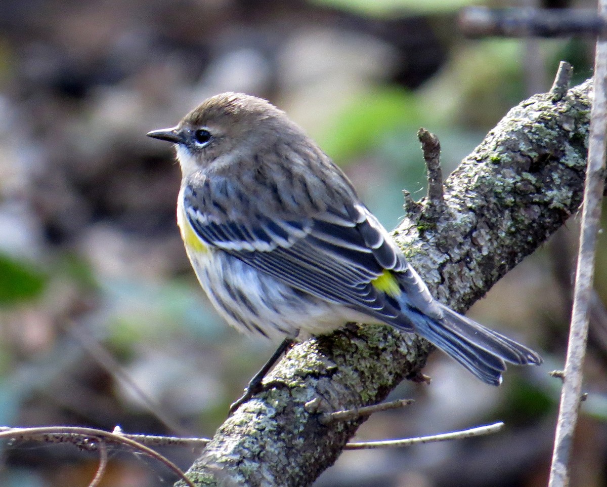Yellow-rumped Warbler - ML643851868