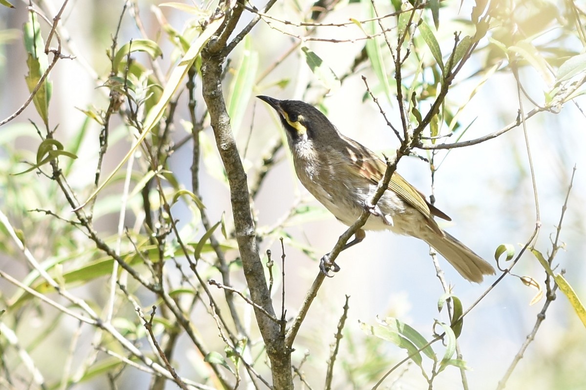 Yellow-faced Honeyeater - ML643851874