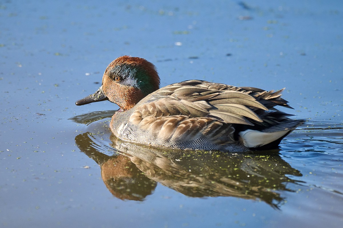 Ногоохон нугас - ML643851885