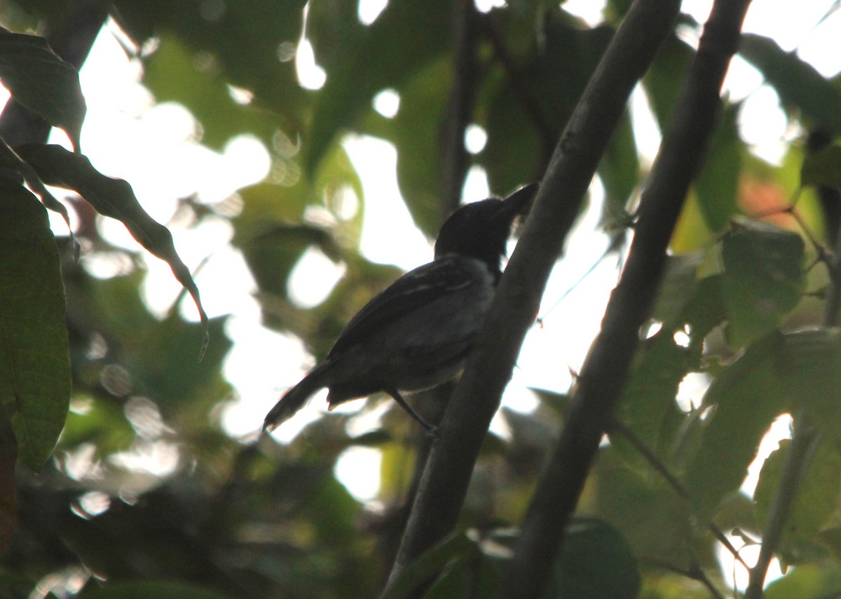 Black-crested Antshrike - ML643851886