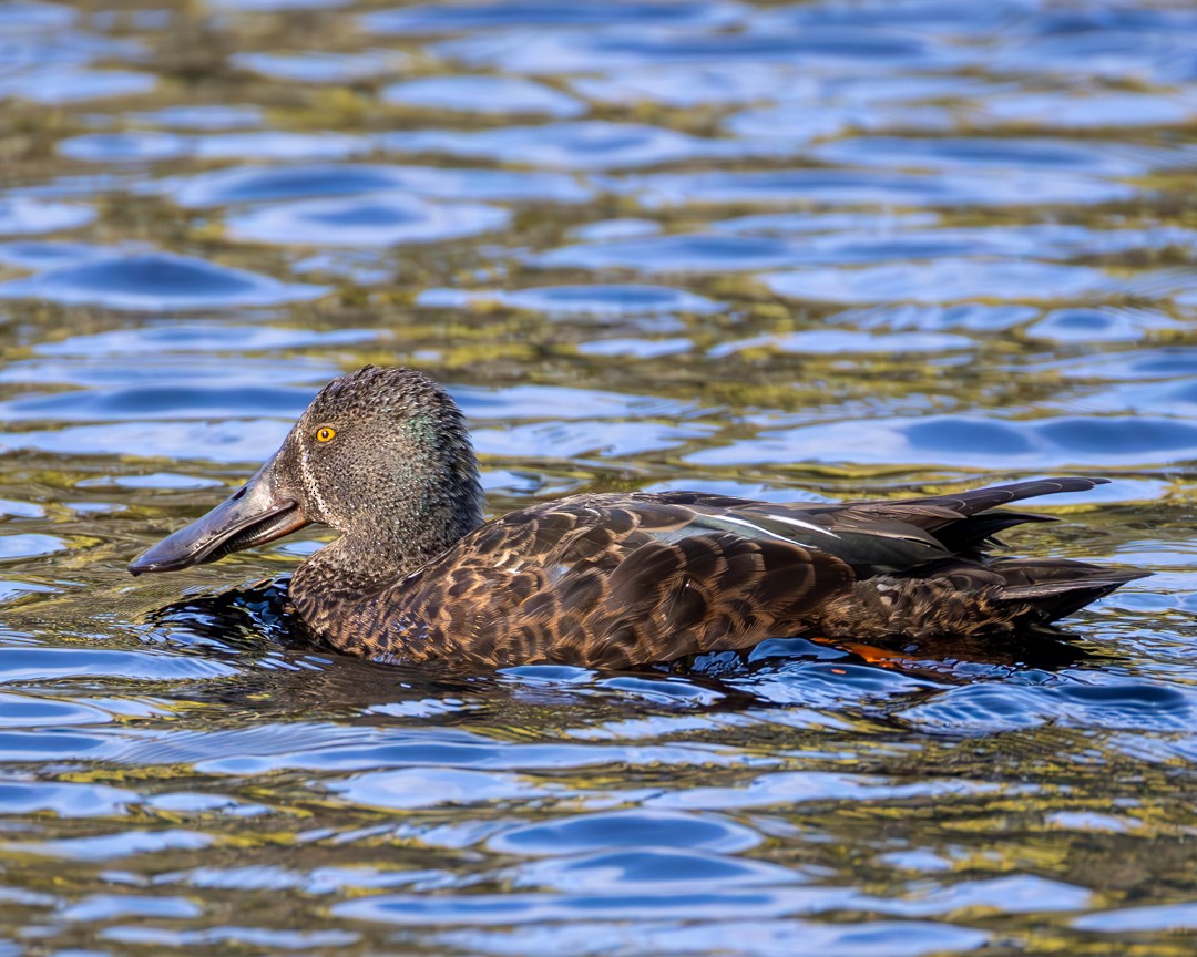 Australasian Shoveler - ML643851889