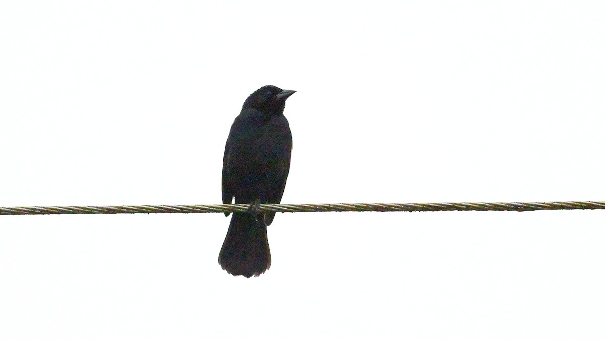 Scrub Blackbird - ML643851897