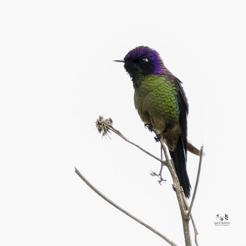 Purple-backed Thornbill - ML643851899