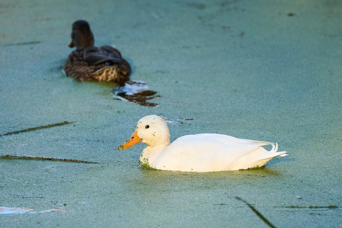 Тэжээмэл нугас - ML643851903