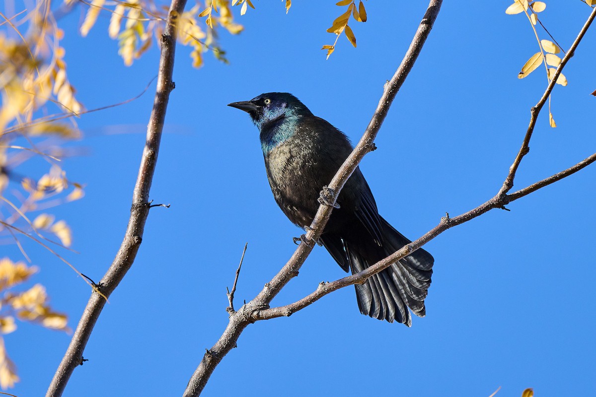 Common Grackle - ML643851937