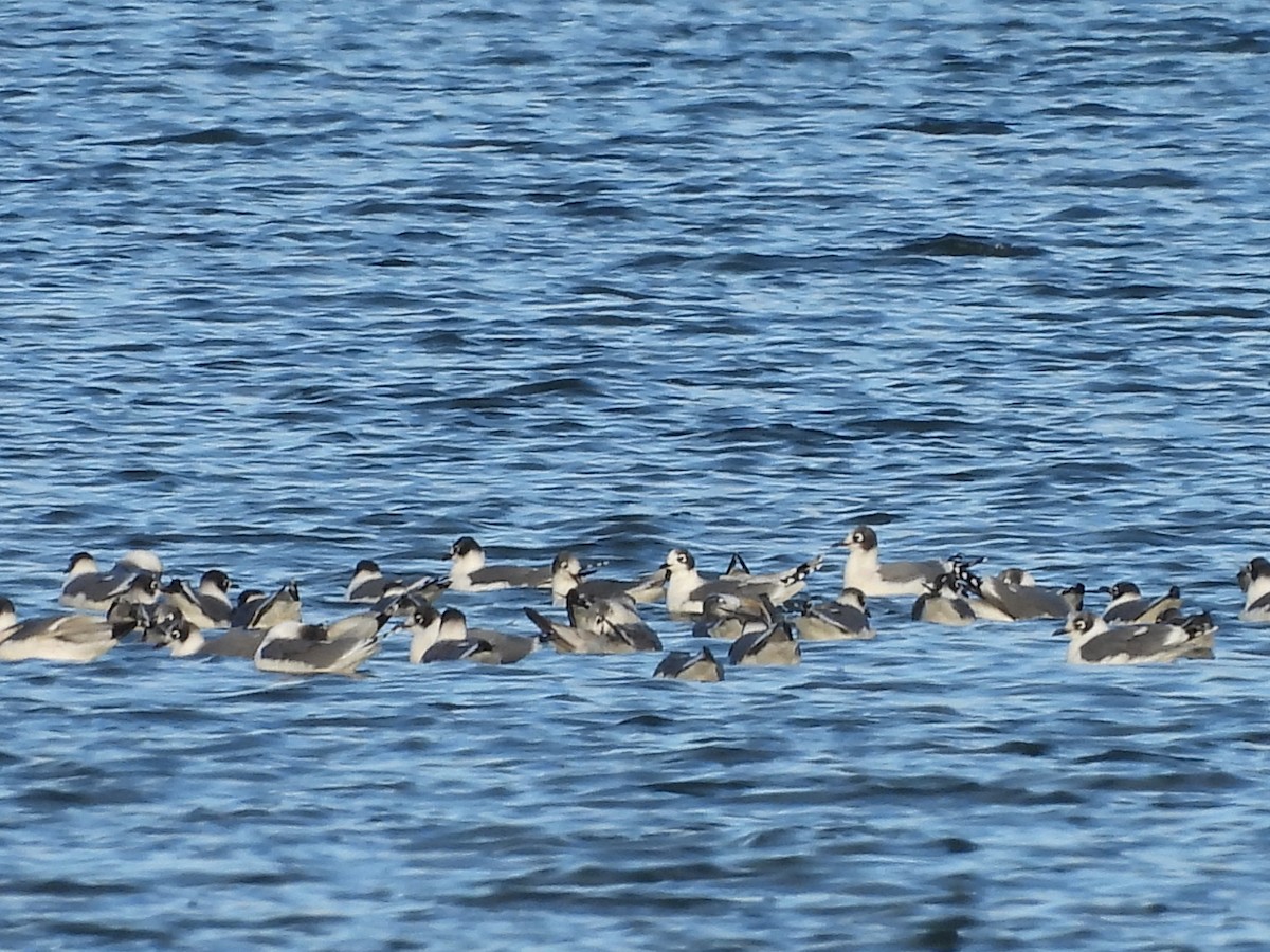 Franklin's Gull - ML643851942