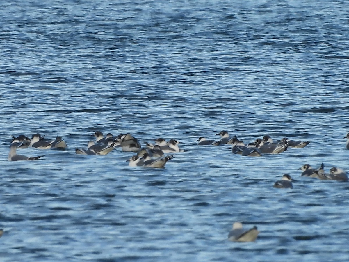 Franklin's Gull - ML643851943