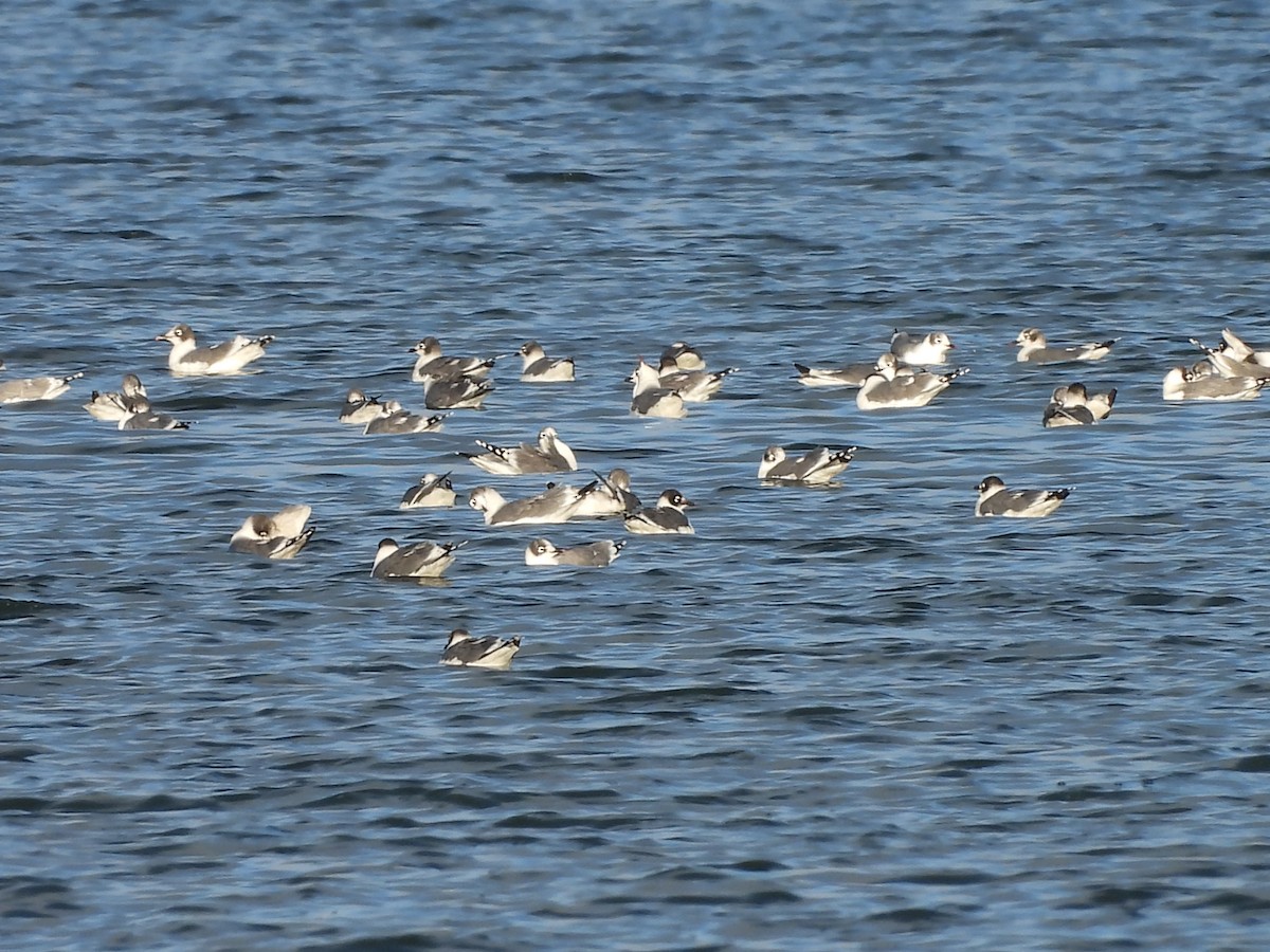 Franklin's Gull - ML643851944