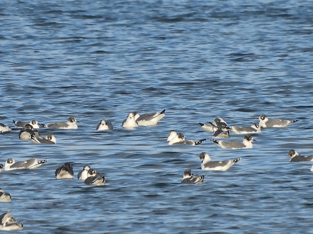 Franklin's Gull - ML643851947