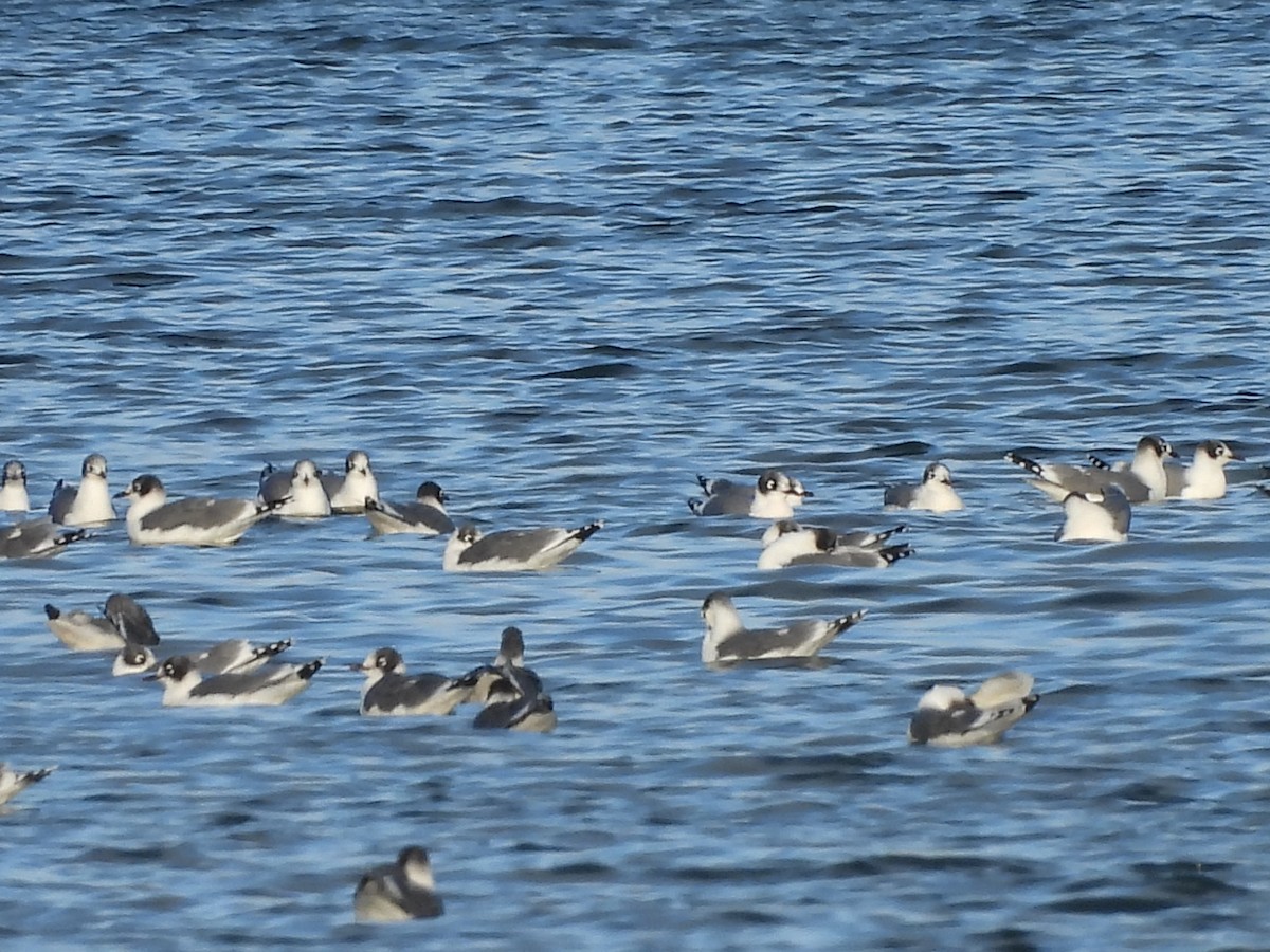 Franklin's Gull - ML643851950