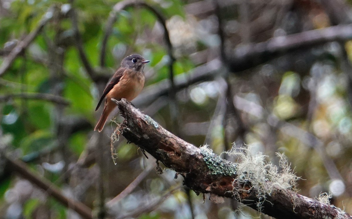 Ferruginous Flycatcher - ML643851960