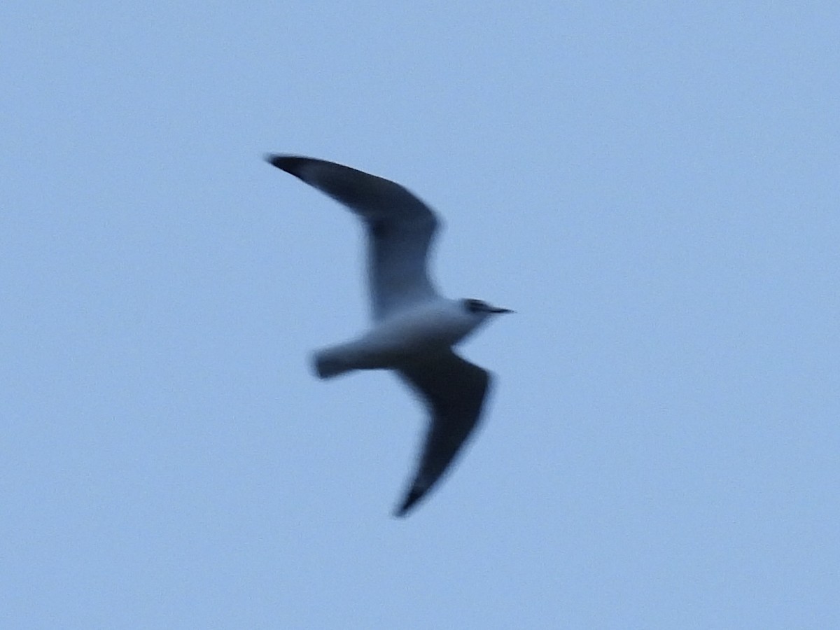 Franklin's Gull - ML643851962