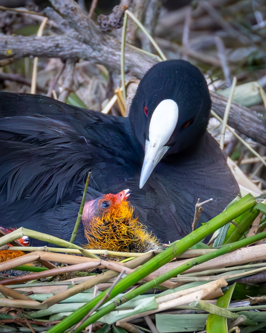 Eurasian Coot - ML643851967