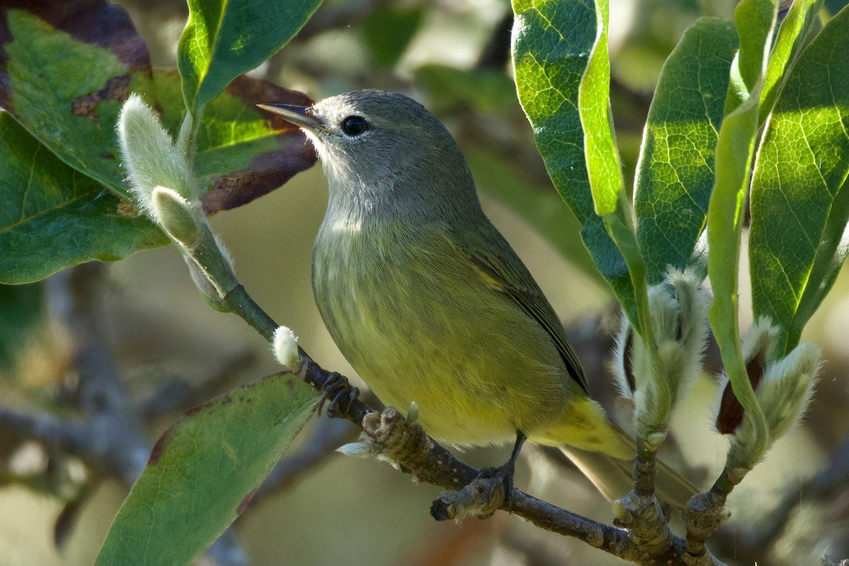 oransjekroneparula - ML643851971