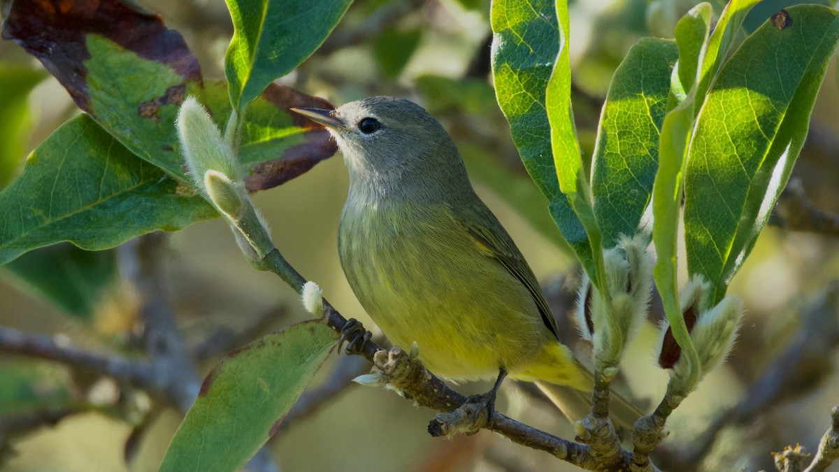 oransjekroneparula - ML643851972