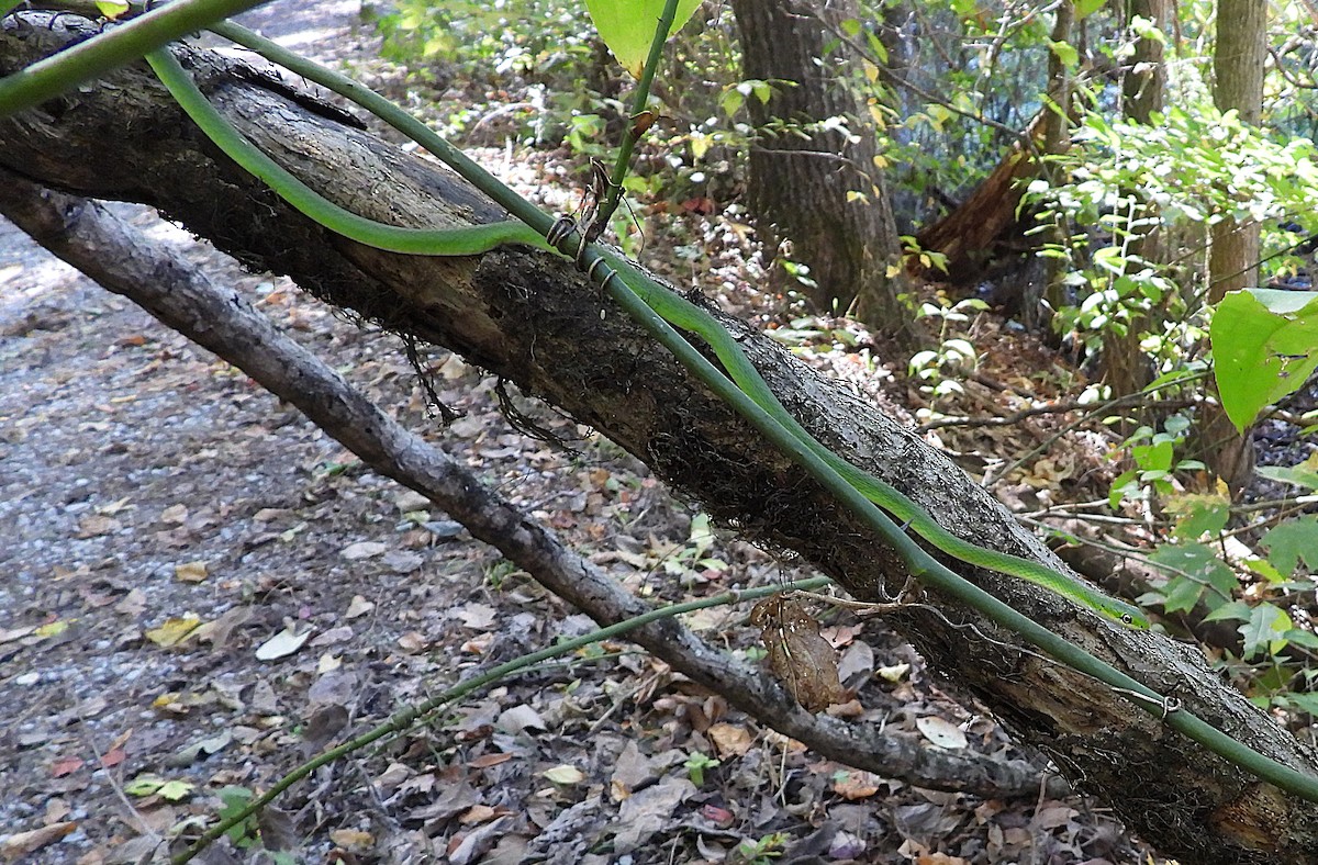 Animals - ML643851973