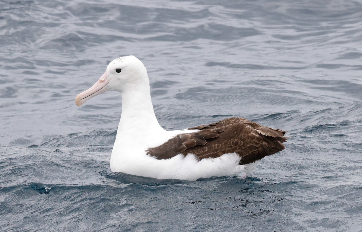 Northern Royal Albatross - ML643851982