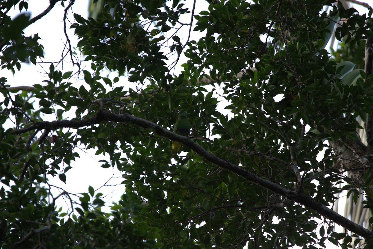 Dwarf Fruit-Dove - ML643851983