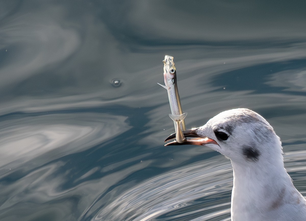 kanadahettemåke - ML643851993