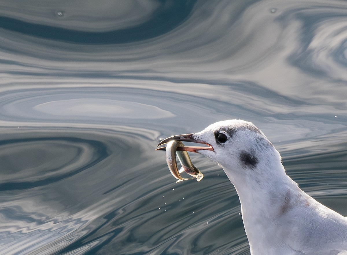 kanadahettemåke - ML643851994