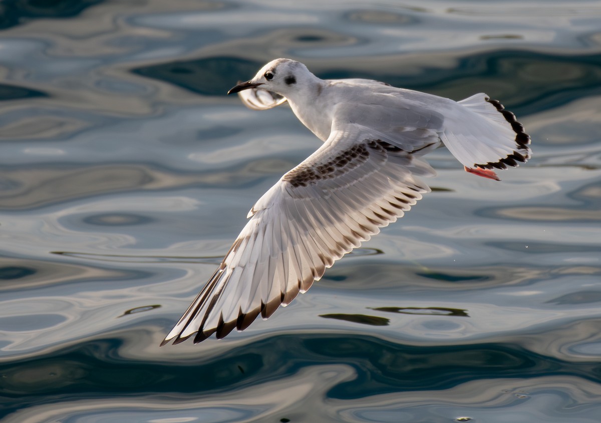 kanadahettemåke - ML643851995