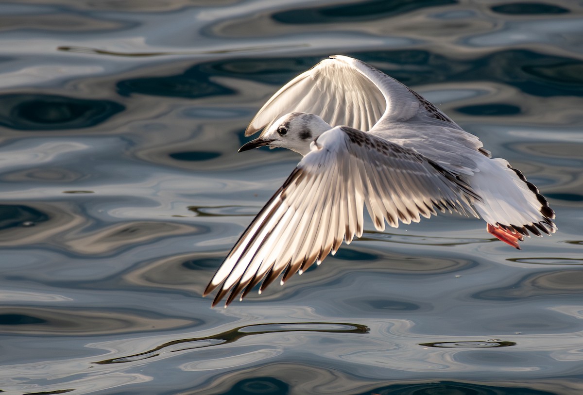 kanadahettemåke - ML643851996