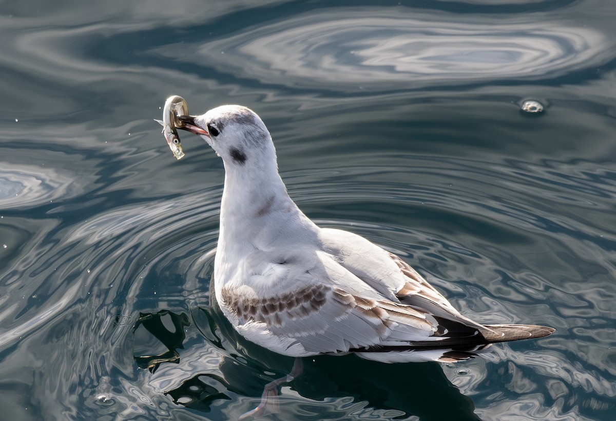 kanadahettemåke - ML643851998