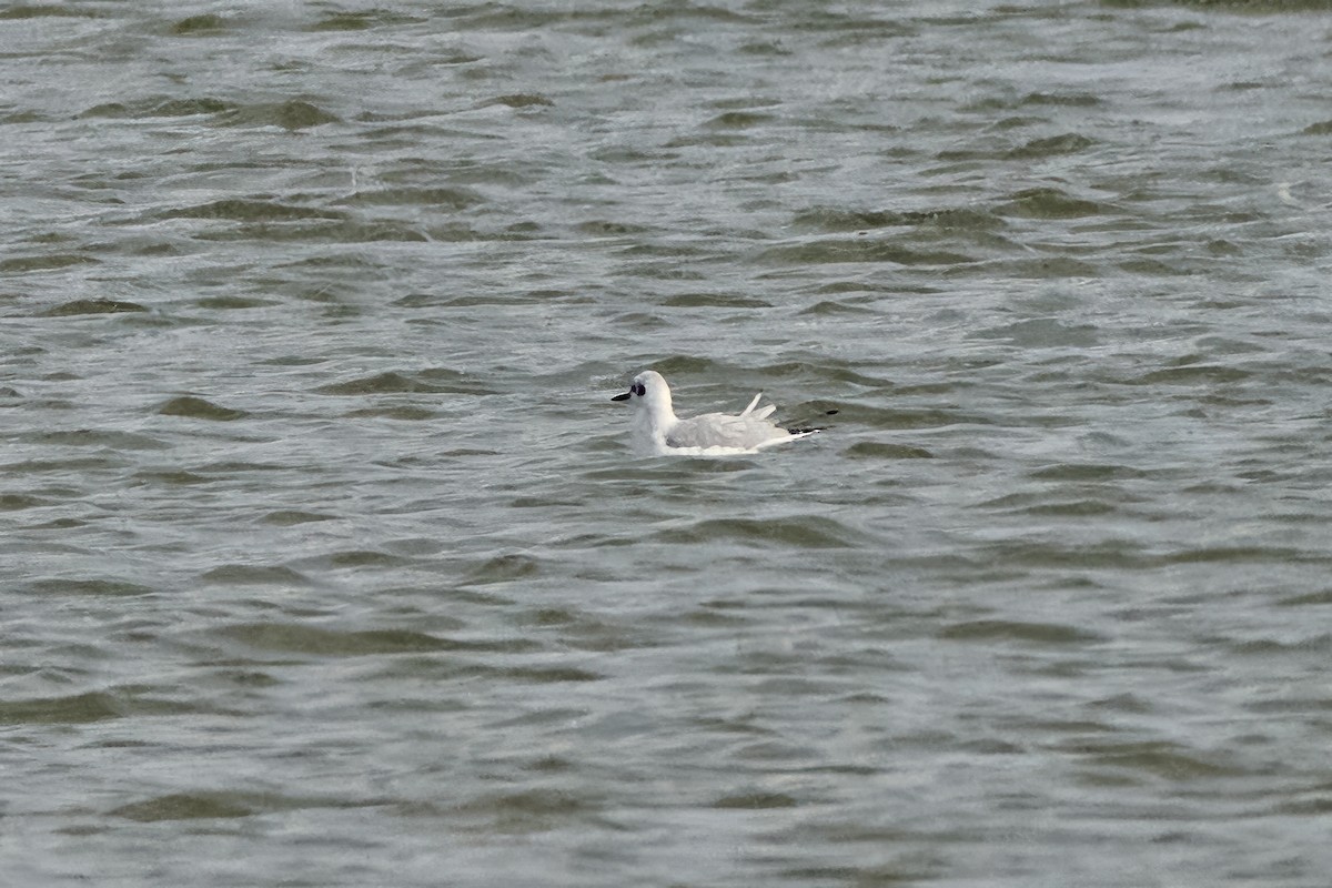 Bonaparte's Gull - ML643852006