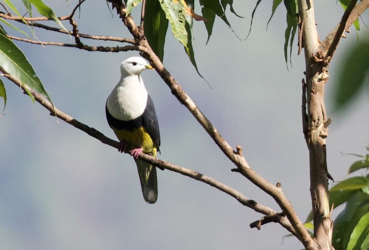 Black-backed Fruit-Dove - ML643852009