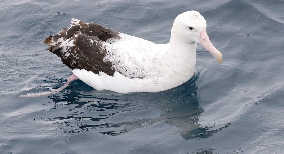 Antipodean Albatross (Gibson's) - ML643852010