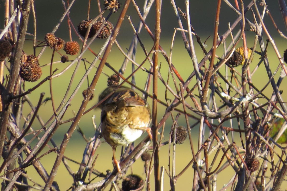 Swamp Sparrow - ML643852015