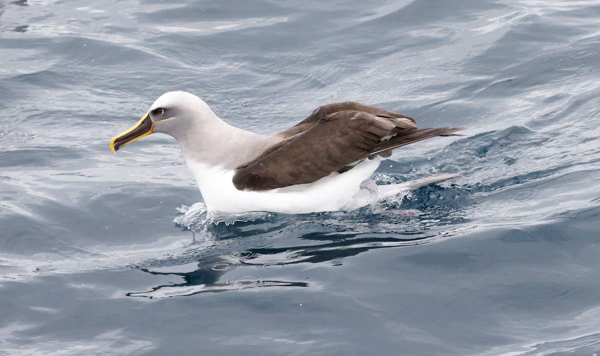 Buller's Albatross - ML643852017