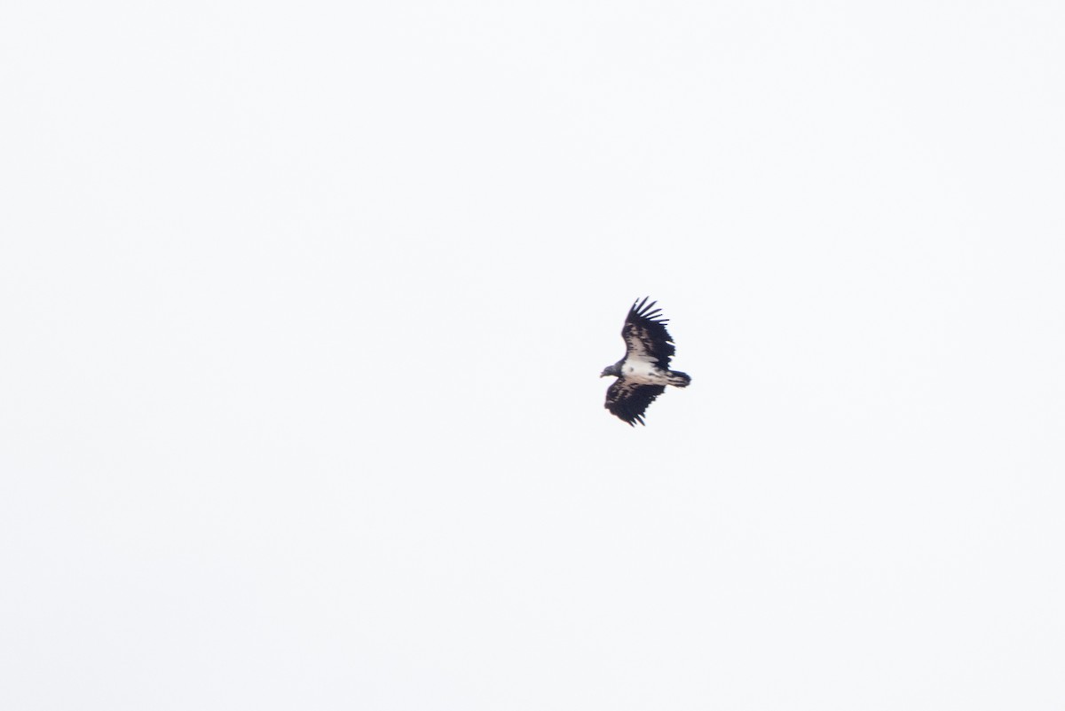 King Vulture - ML643852022