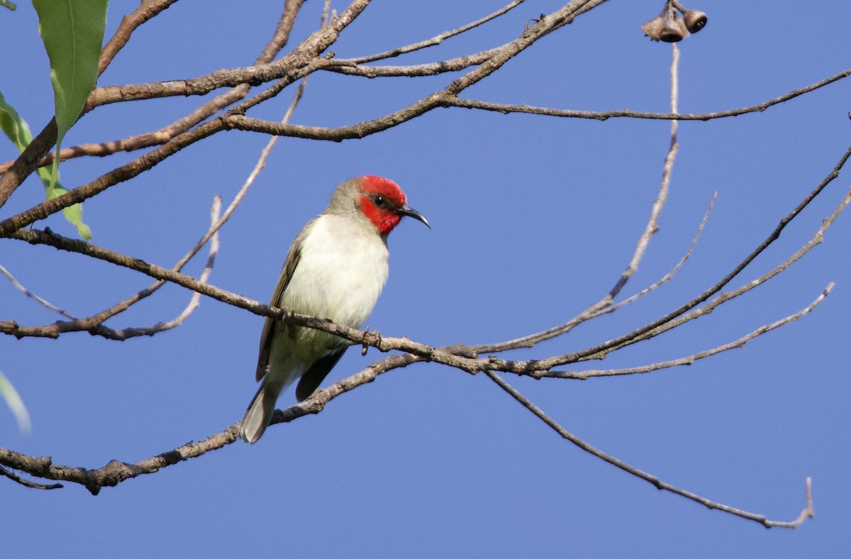 Alor Myzomela - ML643852034