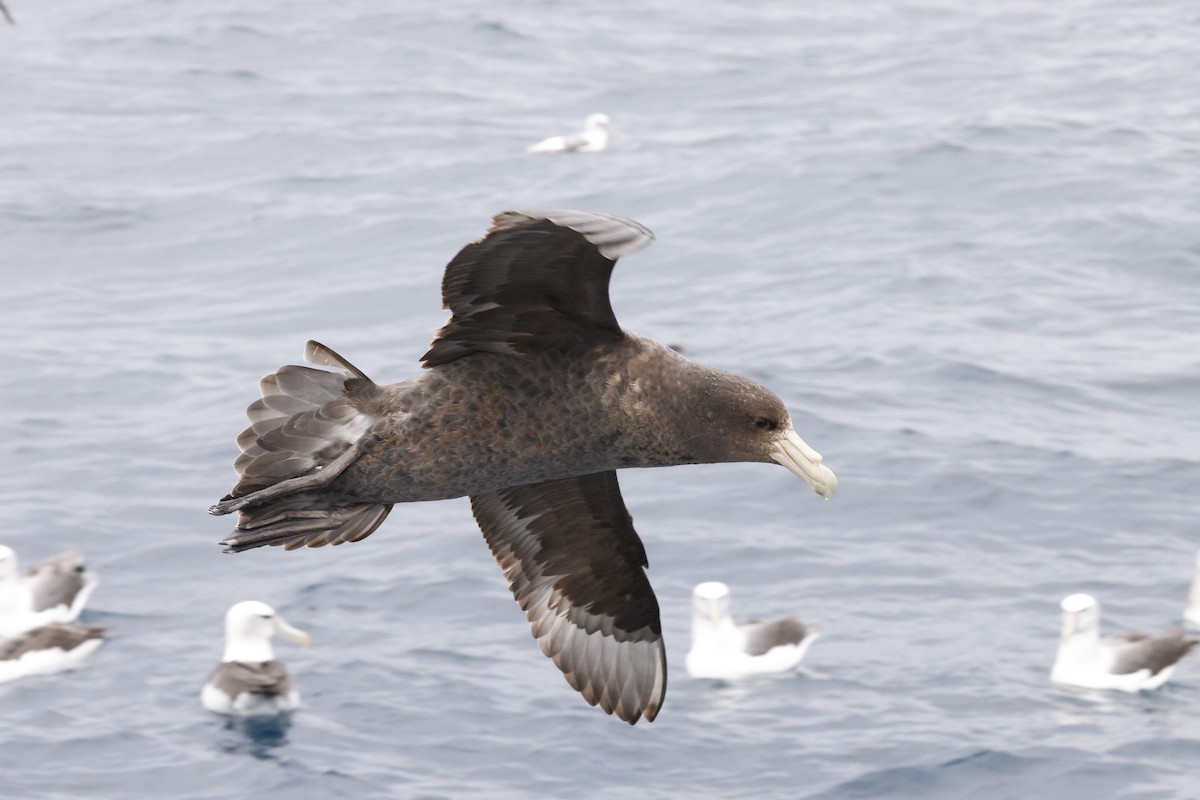 Southern Giant-Petrel - ML643852048
