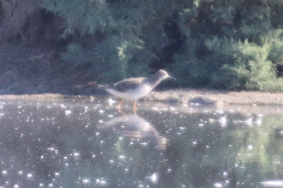 Common Redshank - ML643852055