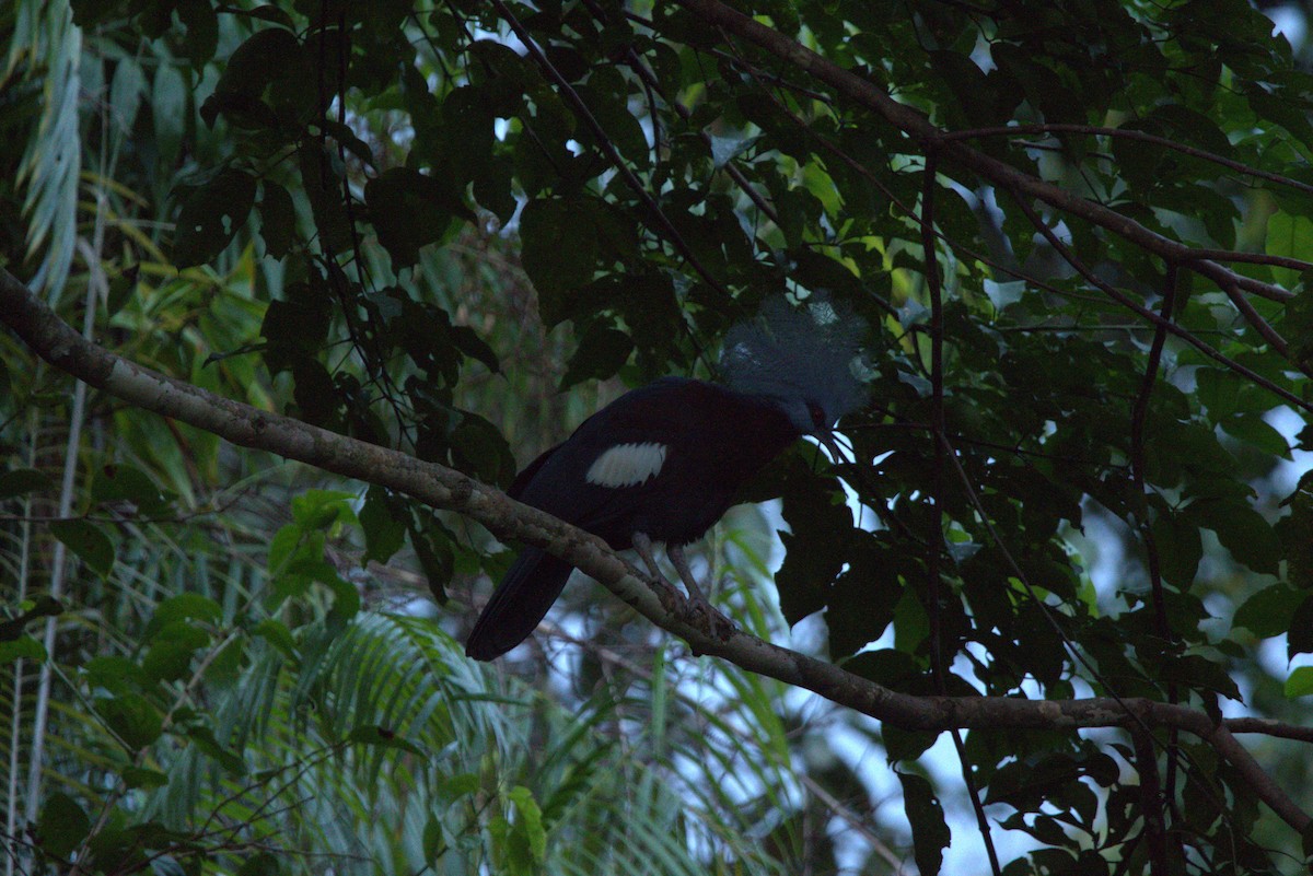 Sclater's Crowned-Pigeon - ML643852059