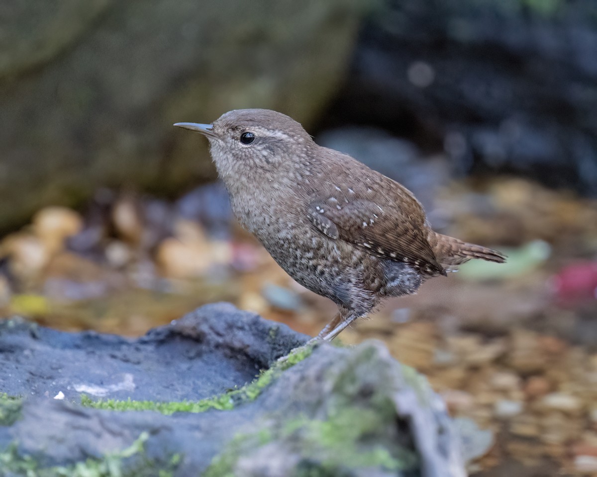 Winter Wren - ML643852063