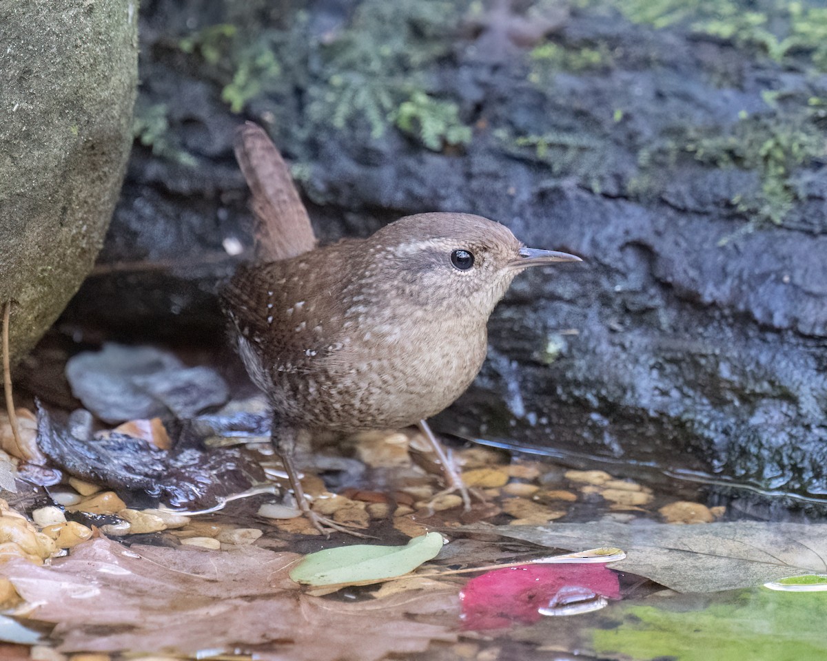 Winter Wren - ML643852064