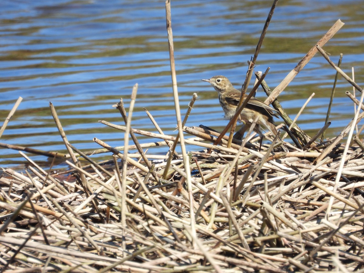 American Pipit - ML643852065