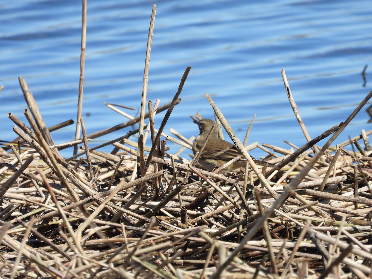 American Pipit - ML643852067