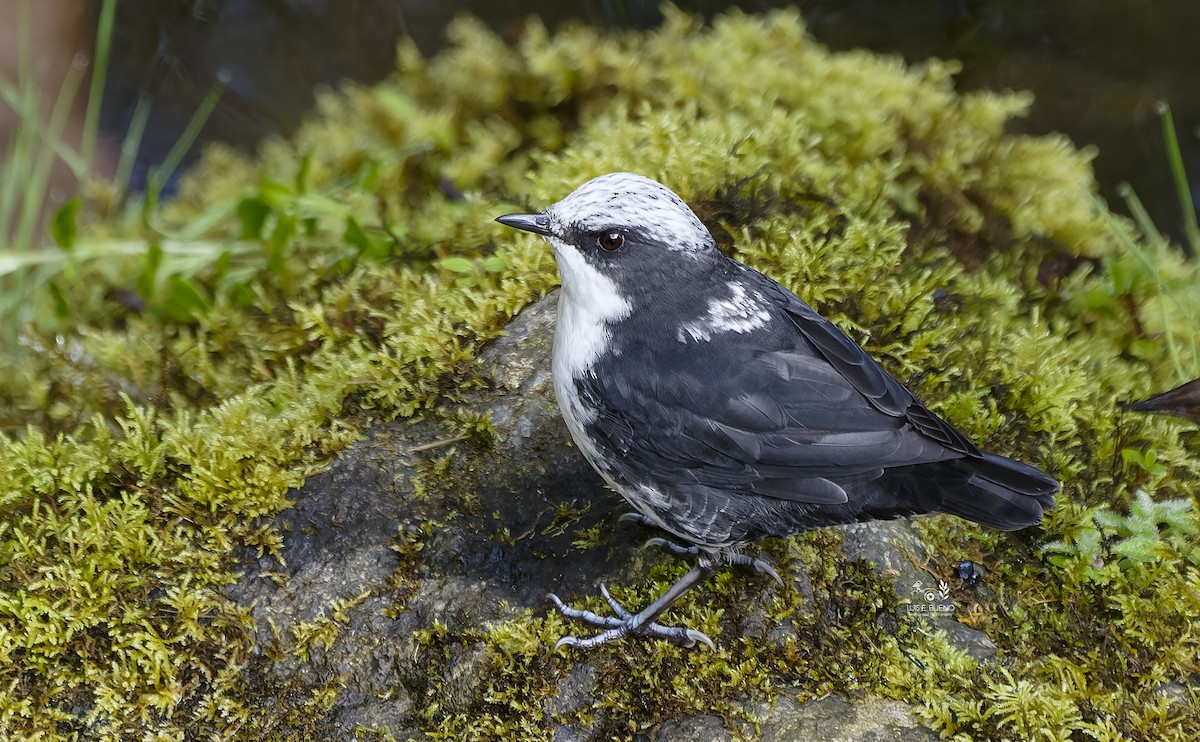 White-capped Dipper - ML643852069