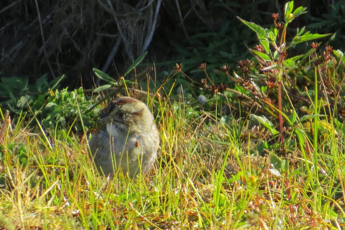 Swamp Sparrow - ML643852072