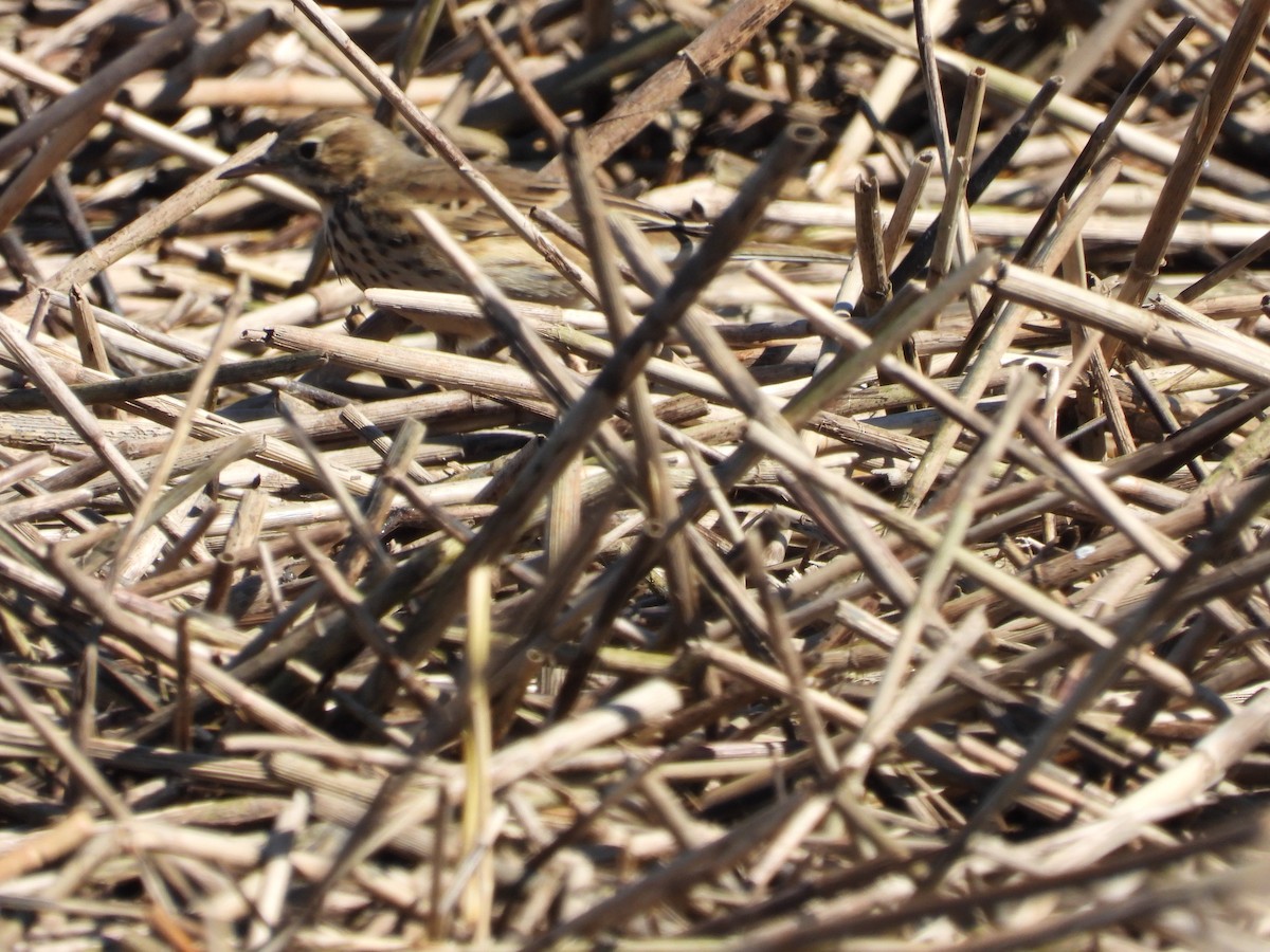 American Pipit - ML643852078