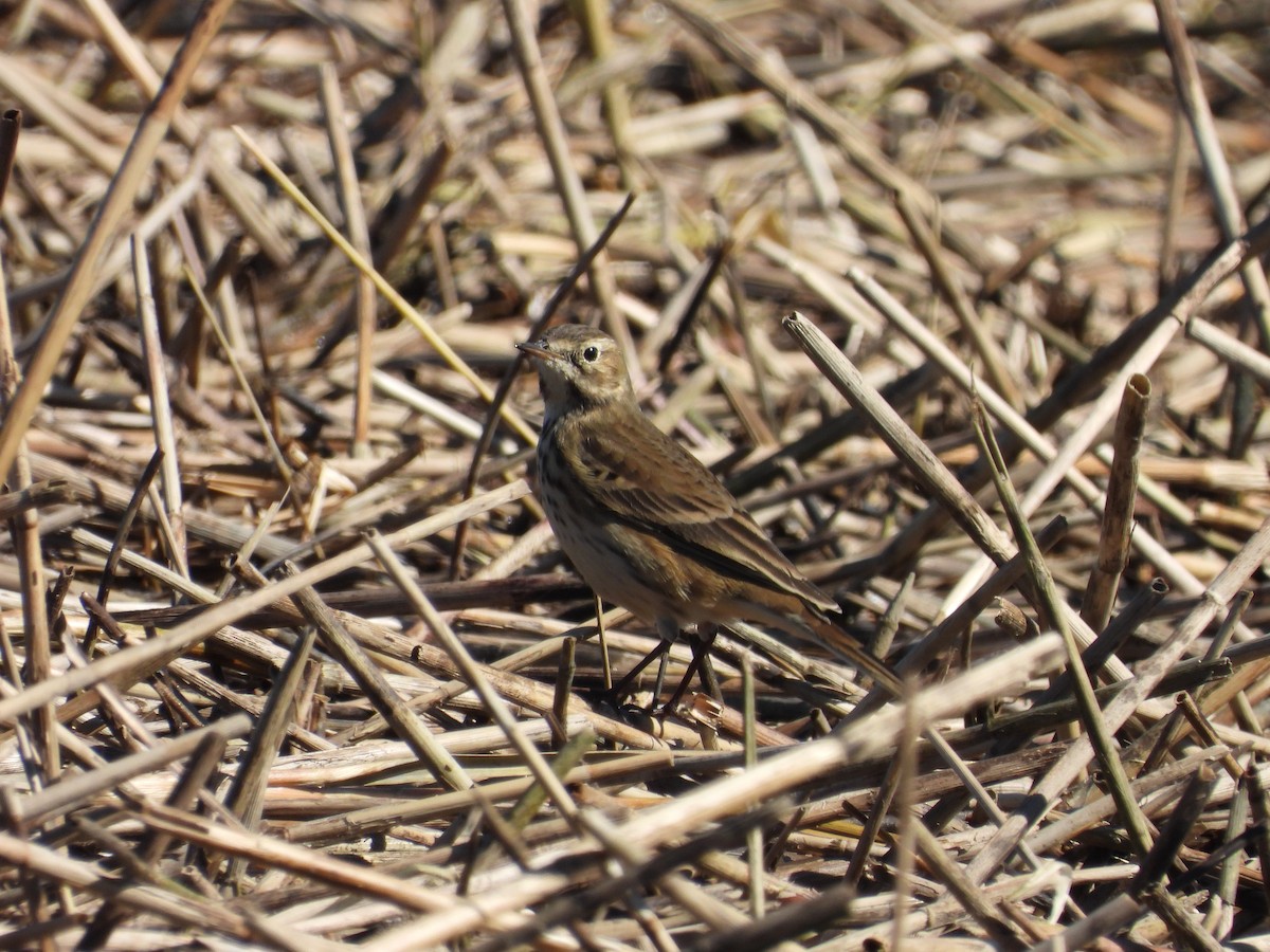 American Pipit - ML643852082