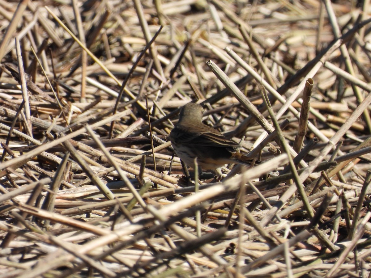 American Pipit - ML643852086